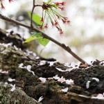 田川市丸山公園の桜（14）おわり。～田川地域情報